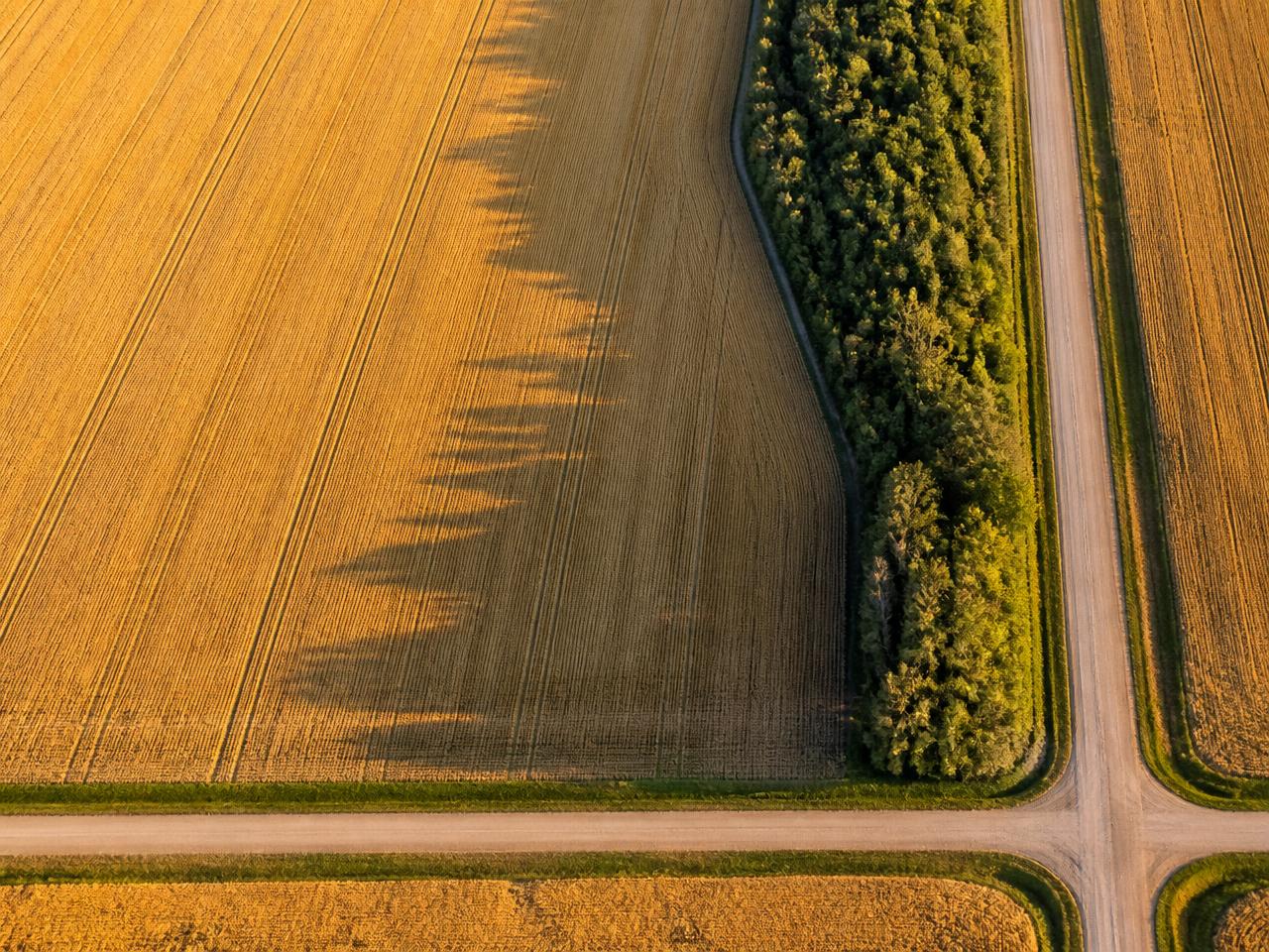 Aerial view of a Saskatchewan grain field showing seeding stripes, a shelterbelt, and grid roads
